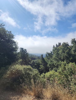 East Bay Hills Trail
