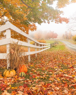 Pumpkins and corn stalks beside a white fence on a leaf-covered path in fogy autumn scenery
