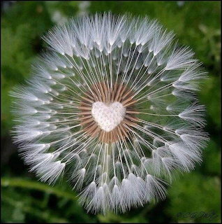 Dandelion seed head with white wispy seeds forming a heart shape in the center