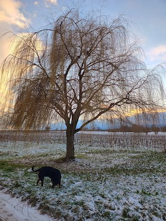 Dog Under Winter Willow Tree