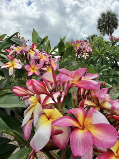 Close-up of pink and yellow plumeria flowers in a tropical garden with green leaves and cloudy sky