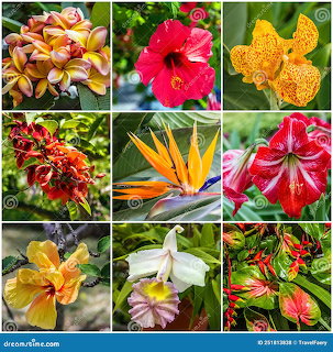 Grid collage of nine colorful tropical flowers in red, yellow, orange, and pink shades