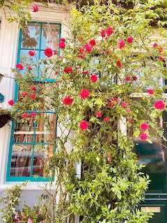 Red climbing roses growing over the front of a house with a turquoise window frame