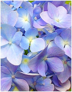 Close-up of blue and purple hydrangea blossoms with soft petals