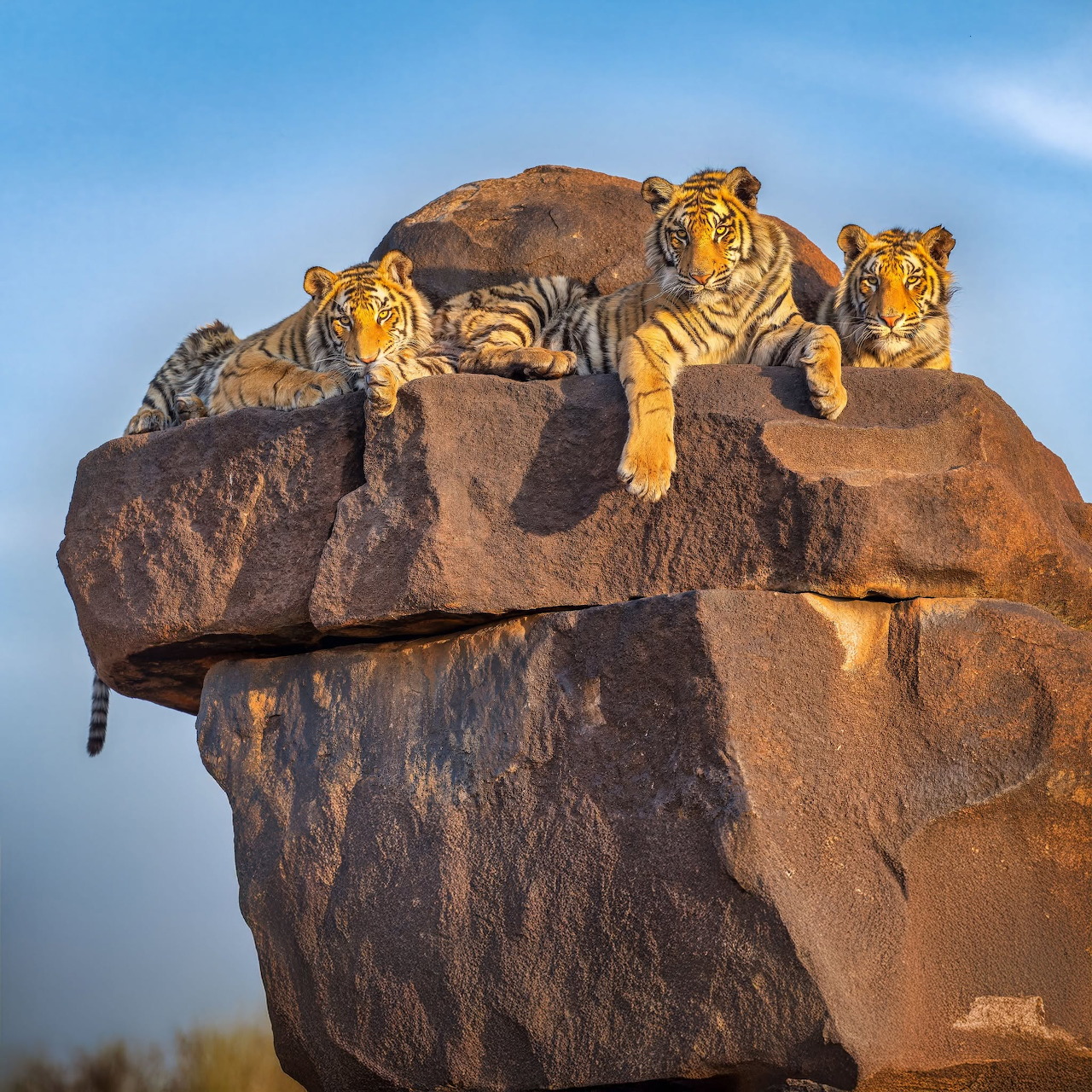 Three Tigers on Rock