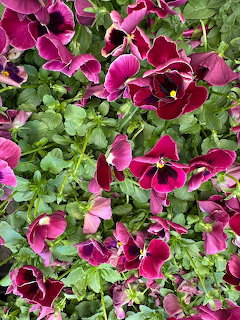 Dense cluster of magenta pansy flowers with dark centers and green leaves