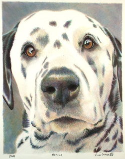 Dalmatian Dog Portrait