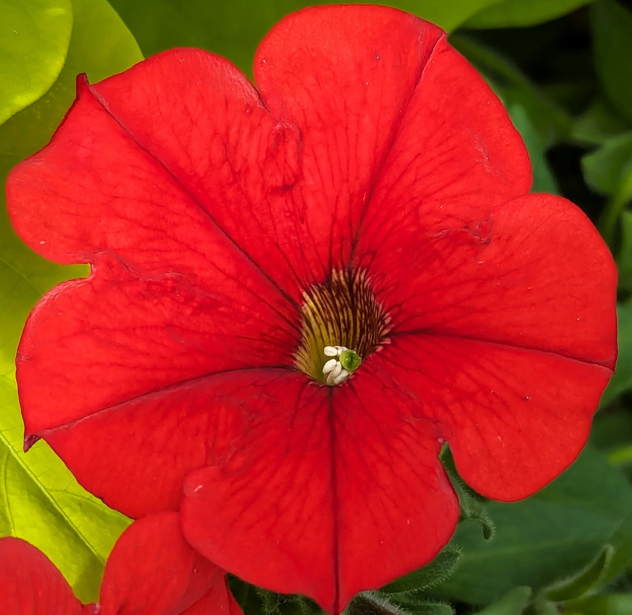 Bright red petunia flower with dark center against green leaves