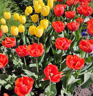 Red and yellow tulips growing in a sunny garden bed