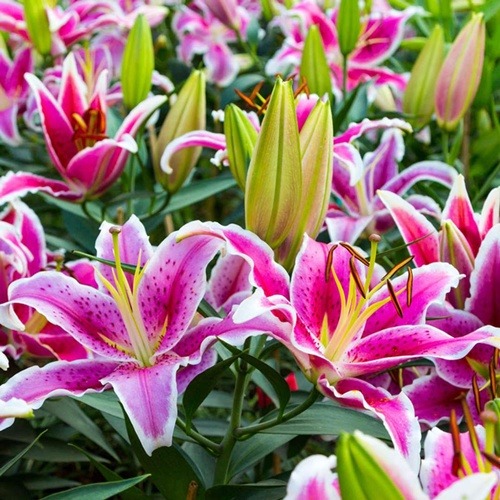 Pink and White Lilies