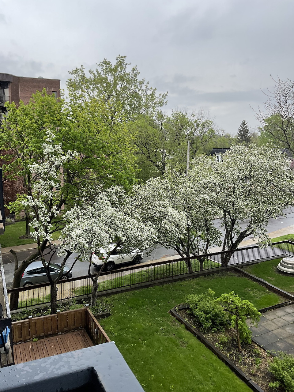 Elevated view of a urban street with white flowering trees and green lawns in spring
