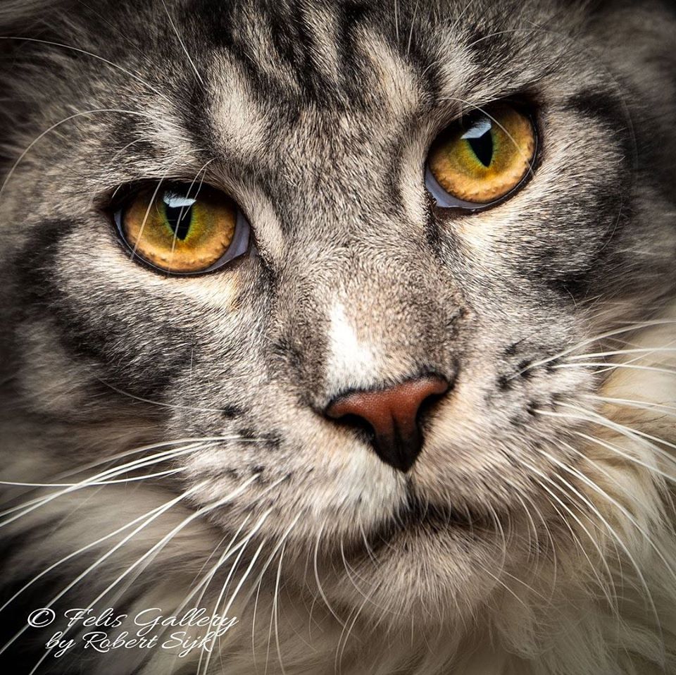Close-up of a gray tabby cat with bright golden eyes and white whiskers