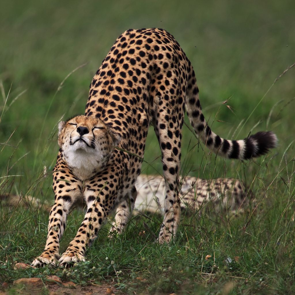 Cheetah stretching on grass with arched back and extended front legs