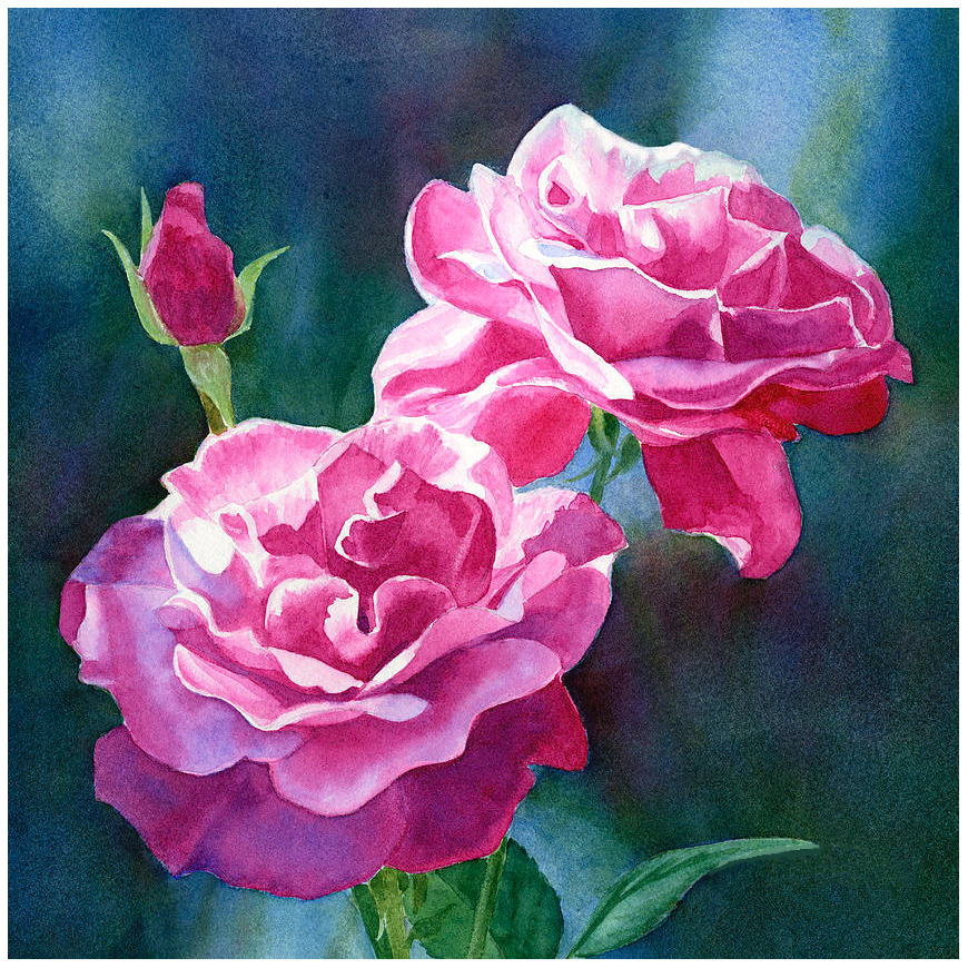 Watercolor painting of two pink roses with a rosebud on blue-green background