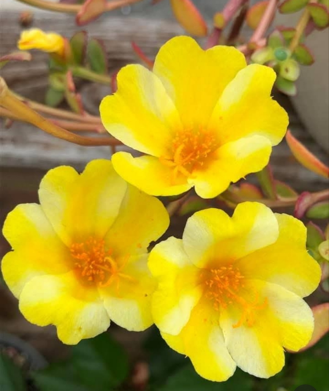 Close-up of three yellow flowers with orange centers among green succulent stems