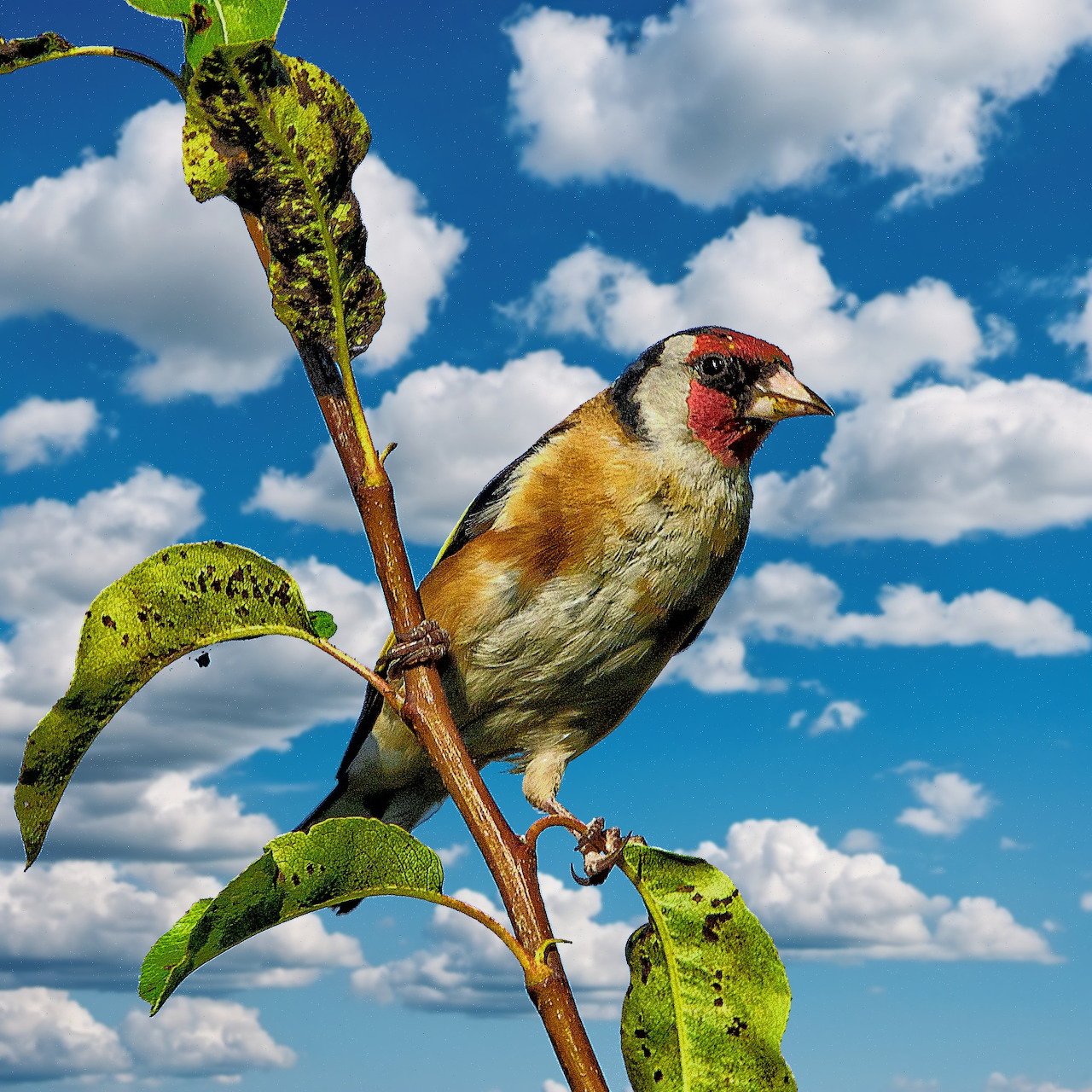 Goldfinch on Branch