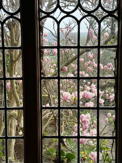 Pink magnolia flowers viewed through a decorative leaded glass window with gothic arched panes
