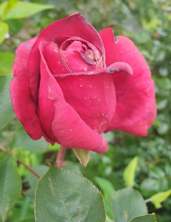 Close-up of a red rose bud with water droplets on petals against green foliage