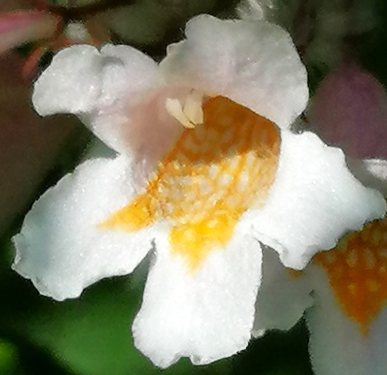 Close-up of a white flower with an orange-yellow center