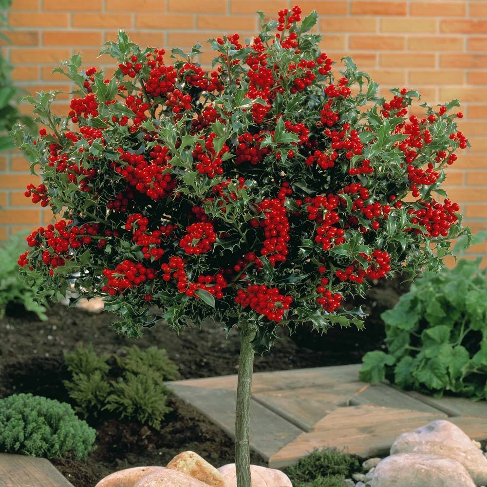 Yaupon holly tree with red berries in a garden near a brick wall