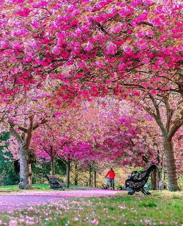 Pink Cherry Blossom Park