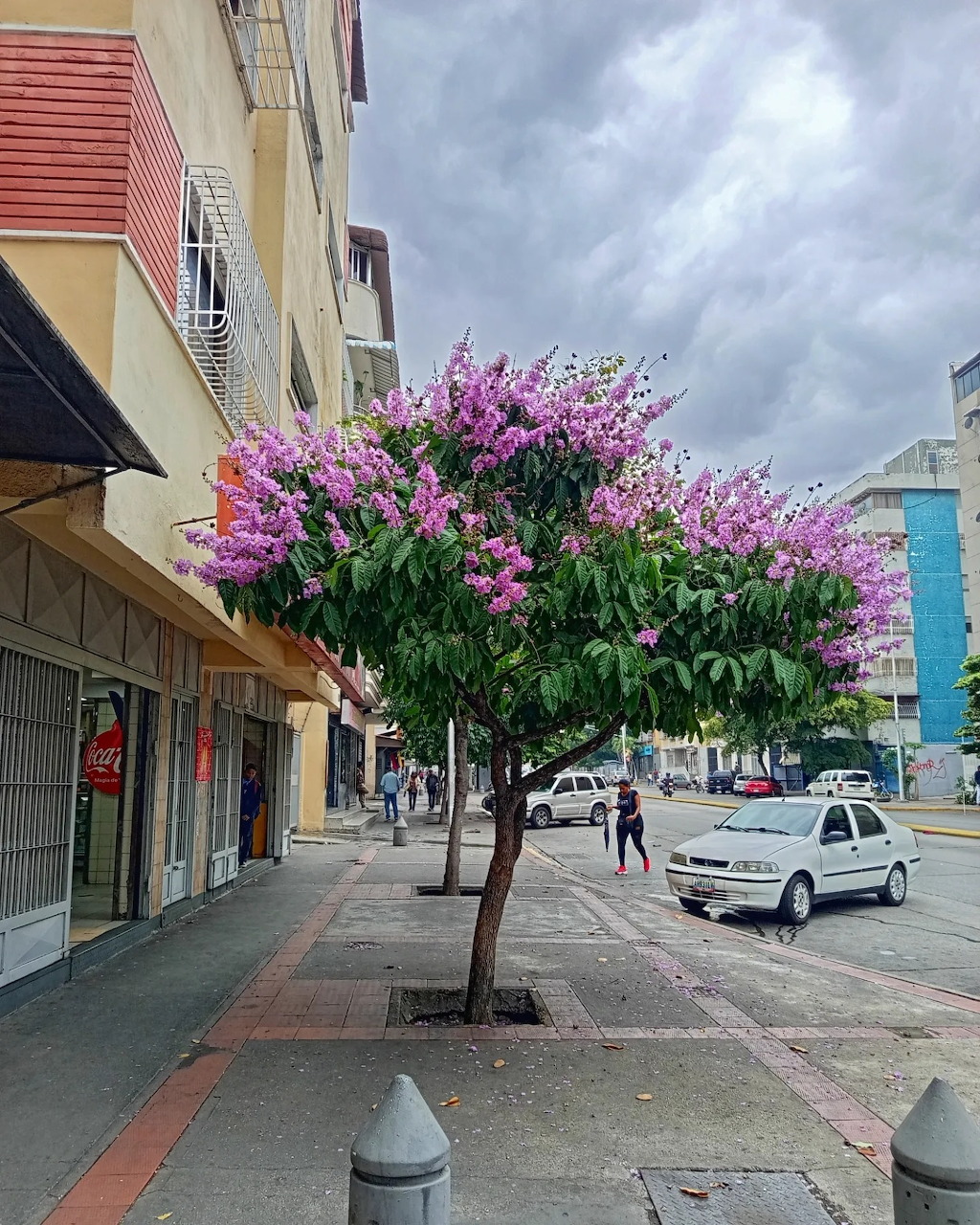 Venezuelan Street with Blooming Trees