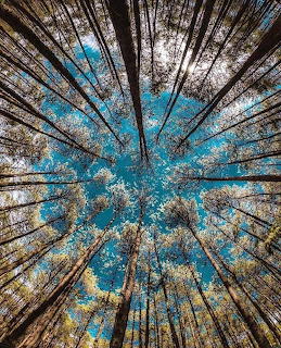 Upward view of tree trunks radiating toward blue sky with sunlight filtering through canopy