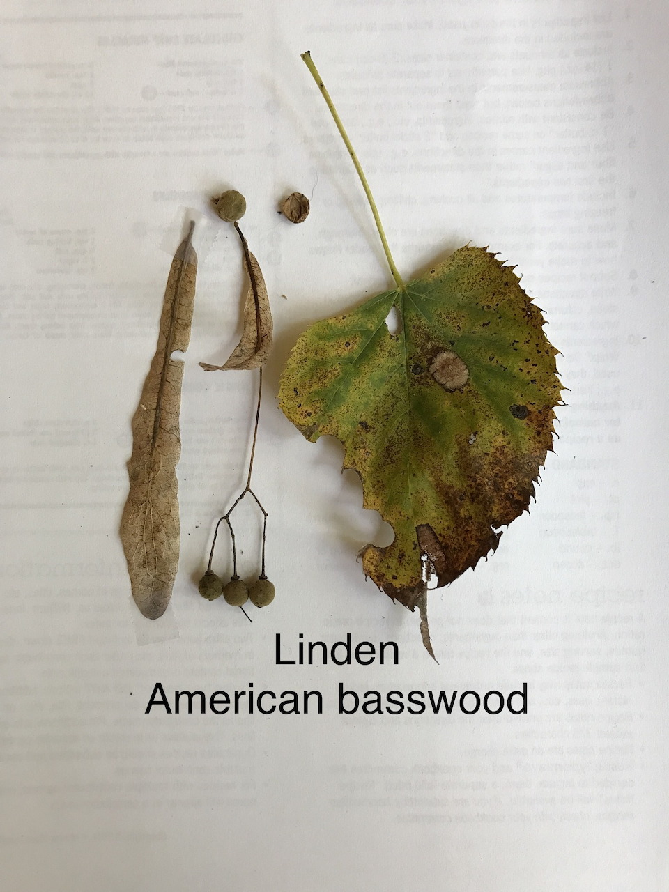 Linden Basswood Leaf Seeds
