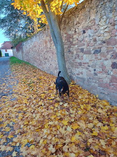 Dog walking on path covered in yellow autumn leaves next to stone wall