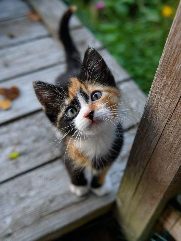 Calico Kitten on Deck