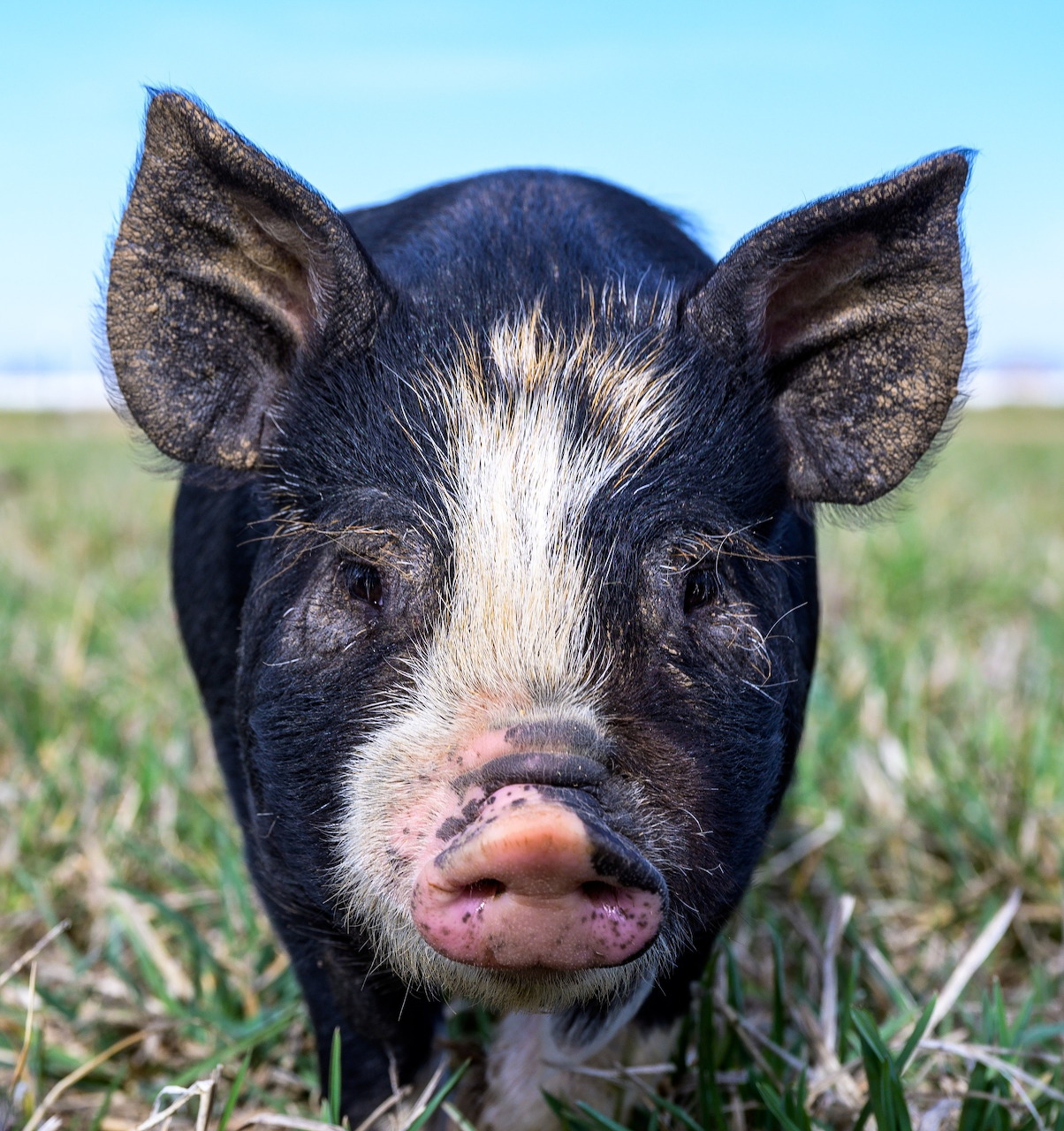 Close-up of a black piglet with a white stripe on its face standing in green grass