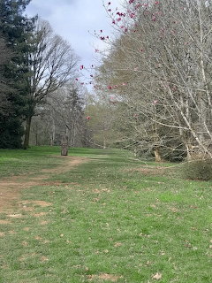 Grassy path through an arboretum with bare and budding trees in early spring