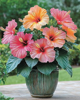 Pink and orange hibiscus flowers in green pot with dark leaves on outdoor surface