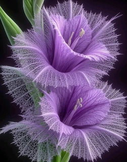Purple Fringed Flowers