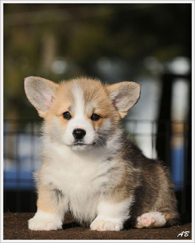 Pembroke Welsh Corgi puppy sitting on a stone surface looking at the camera
