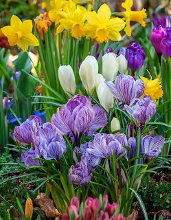 Colorful spring flowers including purple crocuses, yellow daffodils, and white tulips blooming in a garden