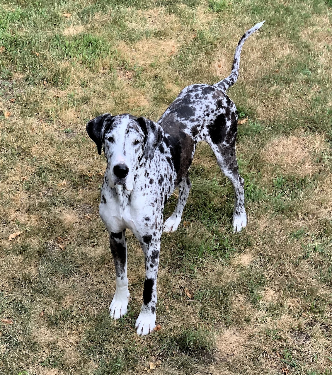 Harlequin Great Dane on Grass