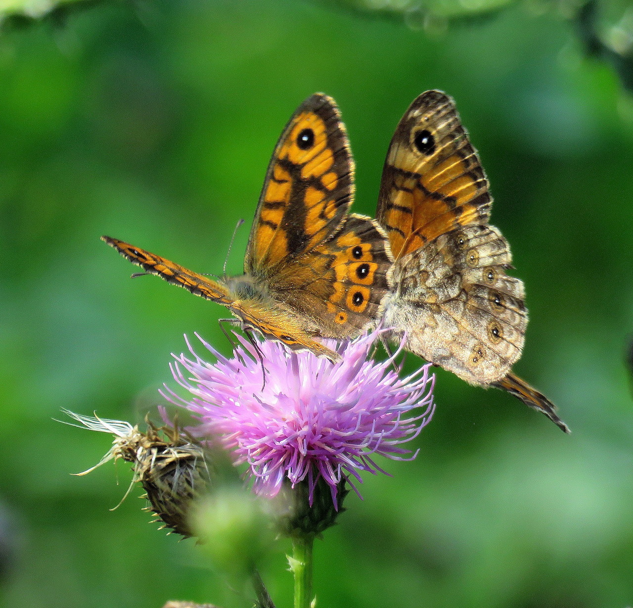 Two orange and brown butterflies perched on a pink thistle flower with a blurred green background
