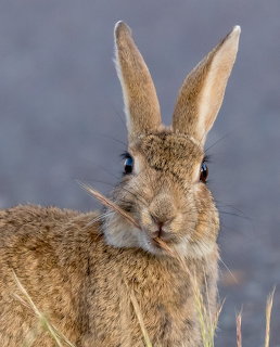 Close-up of a brown wild rabbit with tall upright ears looking at camera against blue-gray background