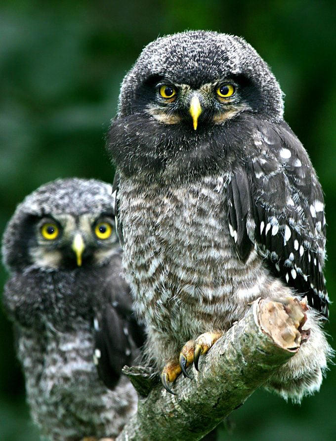 Two fluffy gray owlets with yellow eyes sitting side by side on a tree branch