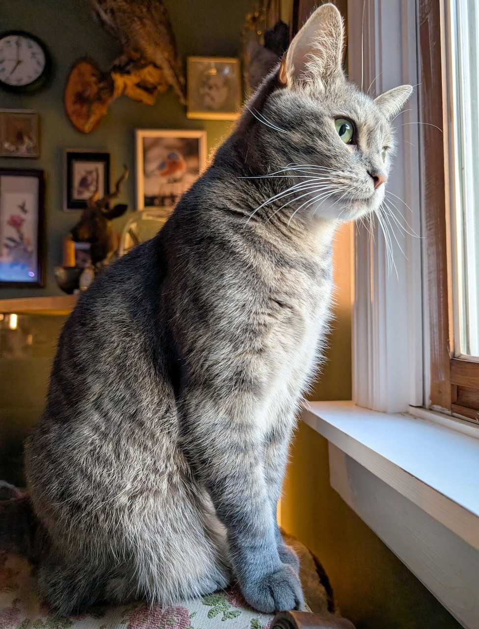 Gray tabby cat sitting upright on white windowsill looking out window in room with fall decorations