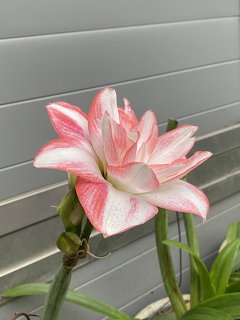 Close-up of a pink and white amaryllis flower in bloom with green stem and buds