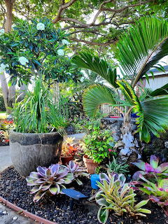 Tropical backyard garden with palm trees, bromeliads, plumeria, and potted plants on dark gravel