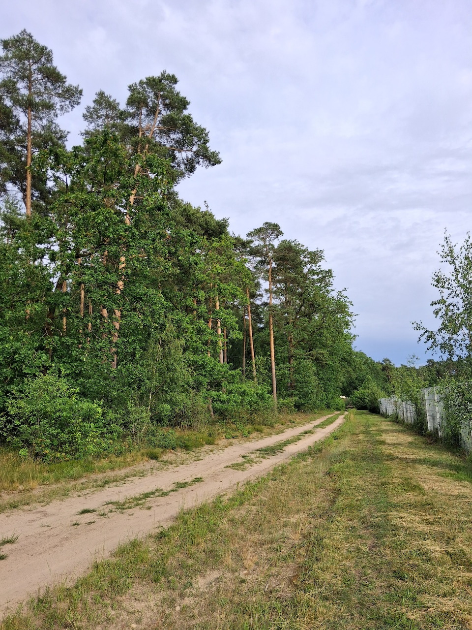 Waldweg