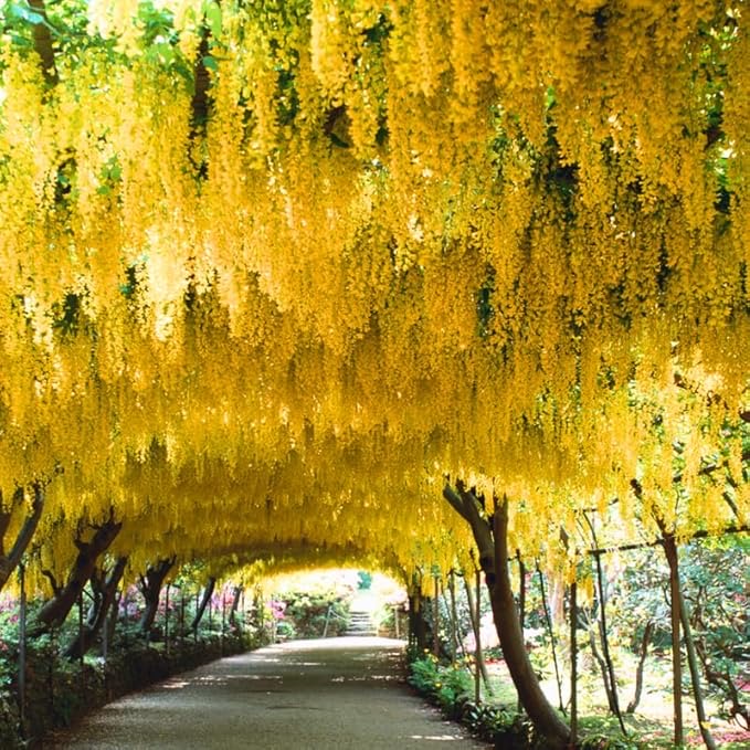 Path under arching golden chain trees covered with hanging yellow blossoms