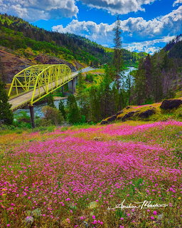 Yellow bridge over Rogue River with pink clover wildflowers in foreground and forested hills behind