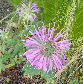 Pink spiky wildflower bloom with ornamental grass in garden setting