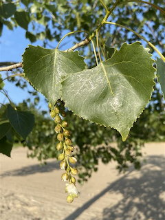 Cotonwood Tree Catkins