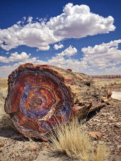 Large petrified wood log showing colorful concentric rings in an arid desert landscape under blue sky