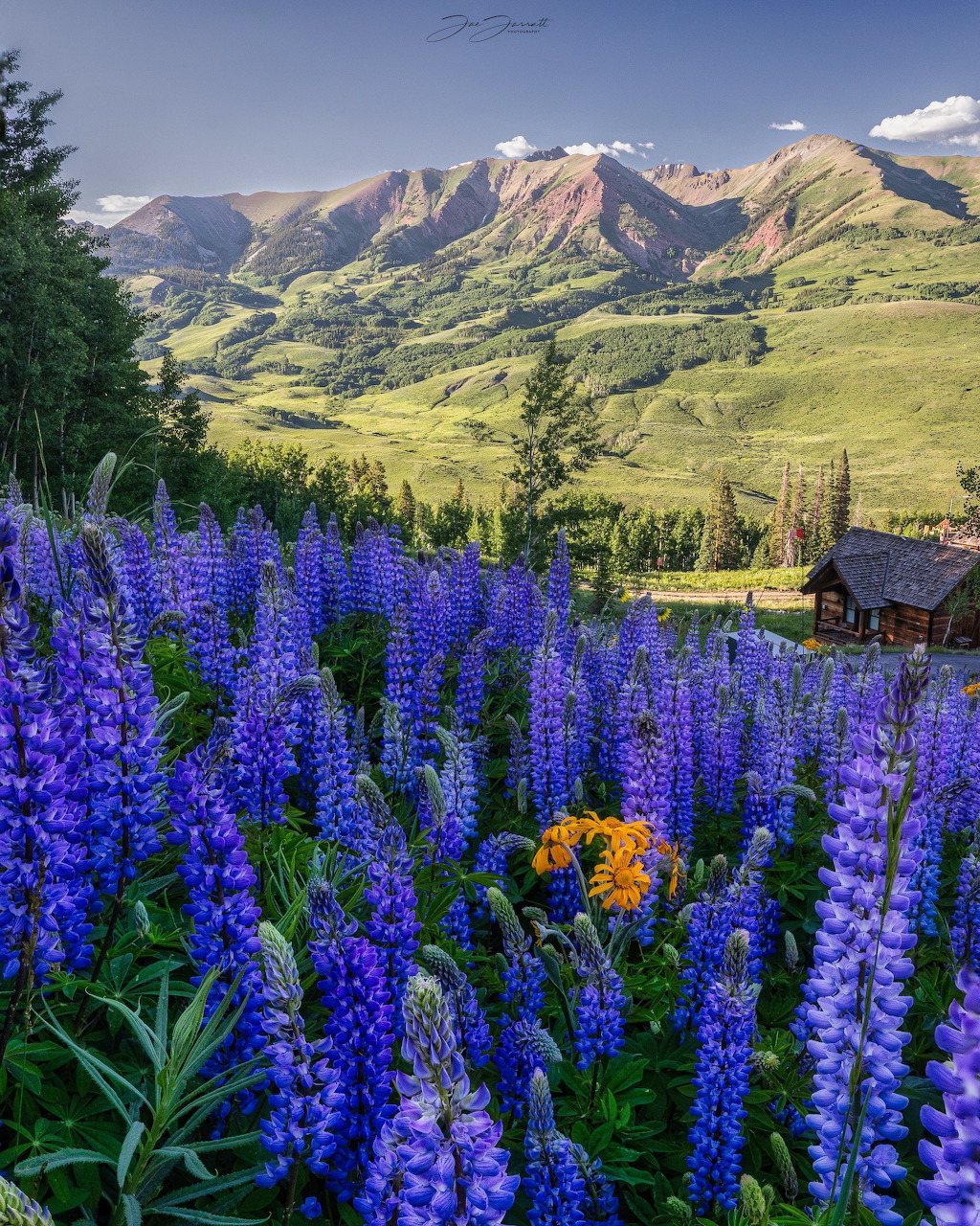 Lupine Flowers in Colorado Mountains